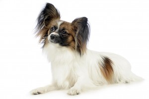 80-papillon