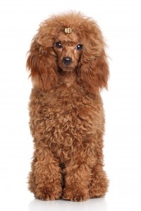 85-miniature-poodle