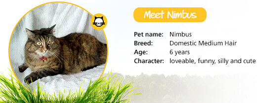 nimbus