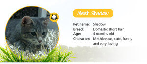 Shadow