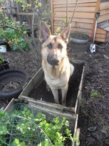 Axel my German Shepherd is a digger. Ground, raised beds, water bowls…he just can’t help himself! - Submitted by Vicki