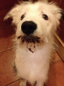 “Oops, someone left the milo tin open” – Submitted by Erin