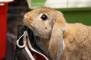 “Oops. Sorry mum, this camera bag doesn’t belong to you anymore!” said Maru the half lop – Submitted by Miho