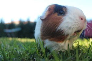 “My name is Patches and I ate too much grass!” – Submitted by Sophie