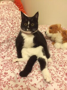 Some days Pepper forgets that she’s a cat and sits like a human – Submitted by Hui Xuan