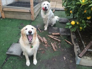 Poppy and Trevor decided to collect firewood for me! – Submitted by Michael