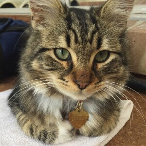 Bruno