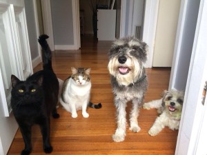 Harry, Penny, Jasper & Precious