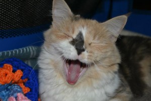 Macy