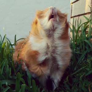Milo