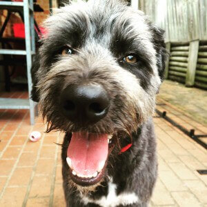 Tux