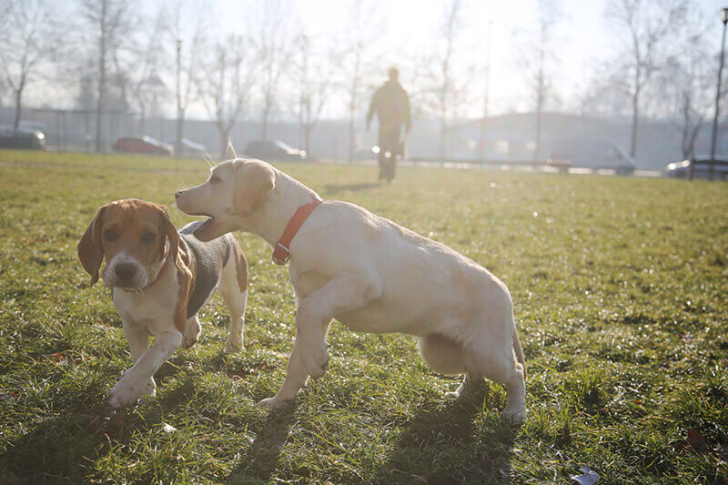 when do male puppies go into heat