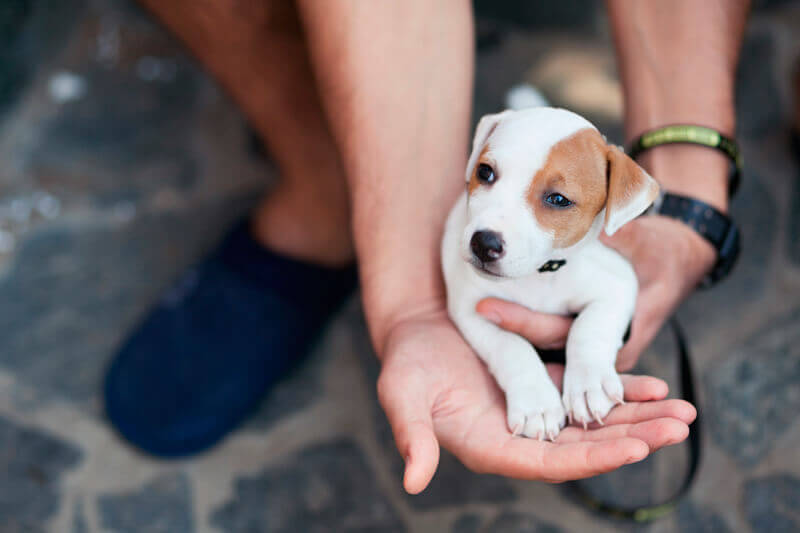 what does it mean if your dog is microchipped