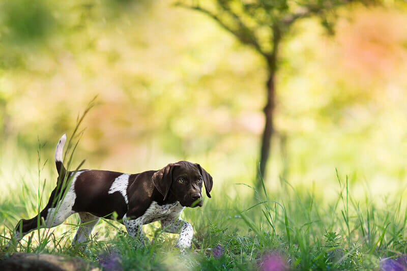 A brown puppy explores outside