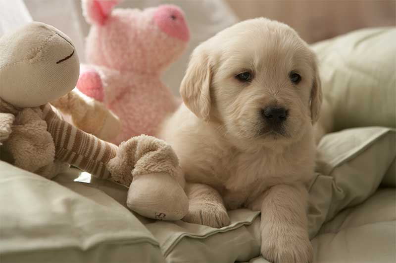 images of baby puppies