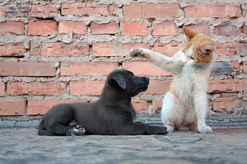 how do you introduce a puppy to a cat