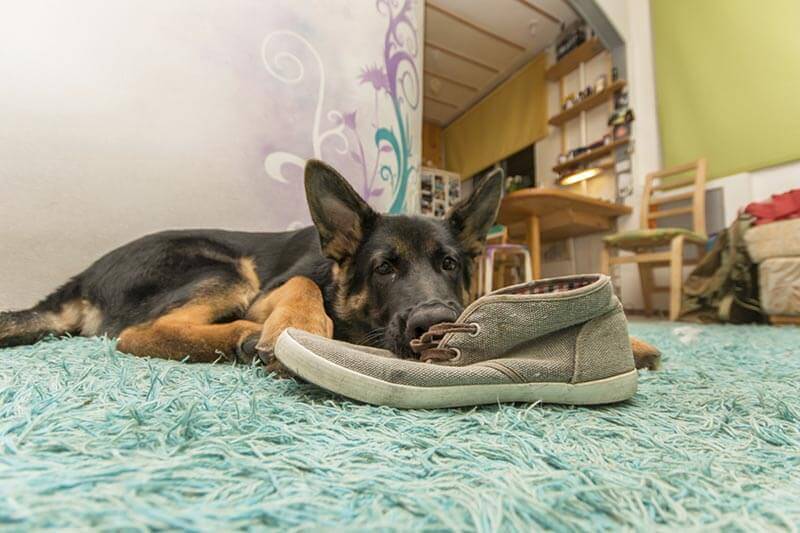 German shepard puppy, eating shoes