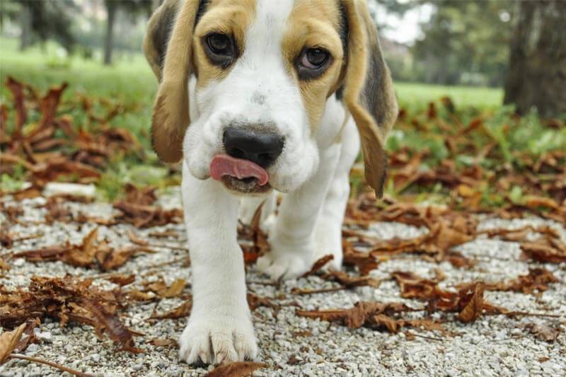 A beagle puppy walks in a park