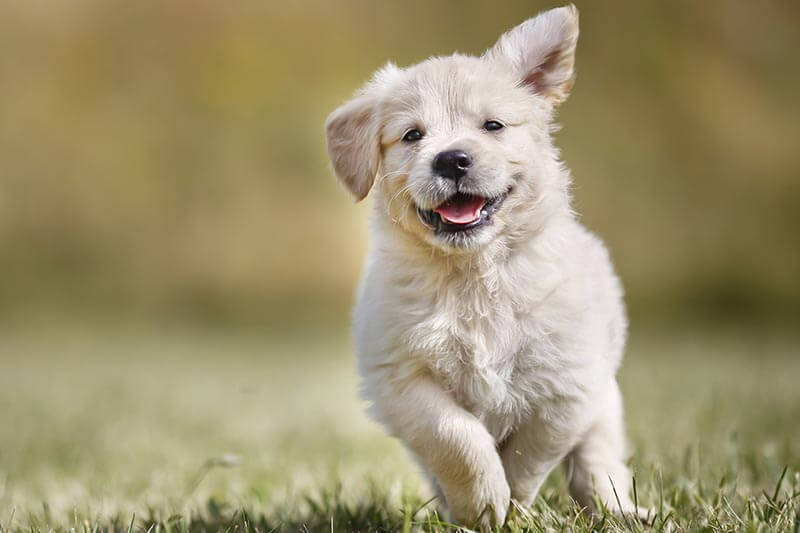 Playful golden retriever puppy