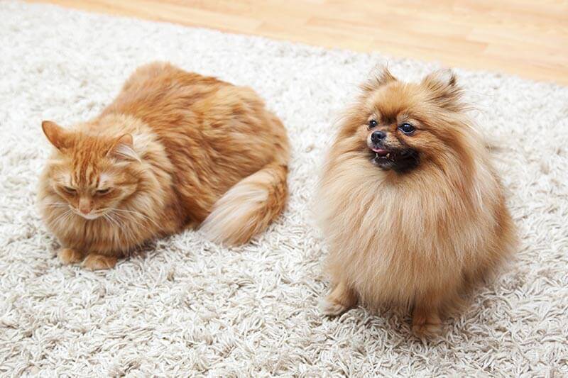 Pomeranian dog and cat sitting on the carpet