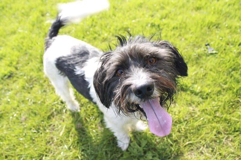 Happy Terrier Dog
