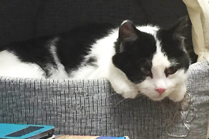 Alvin, a black and white cat