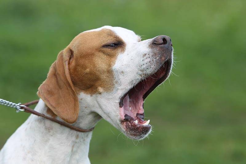 Barking english pointer