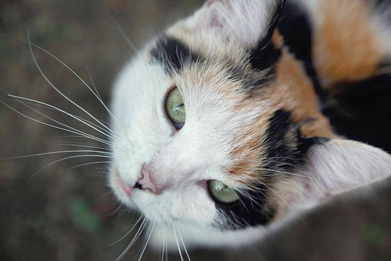 Cute cat