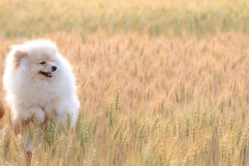 Hairy puppy dog in rice field