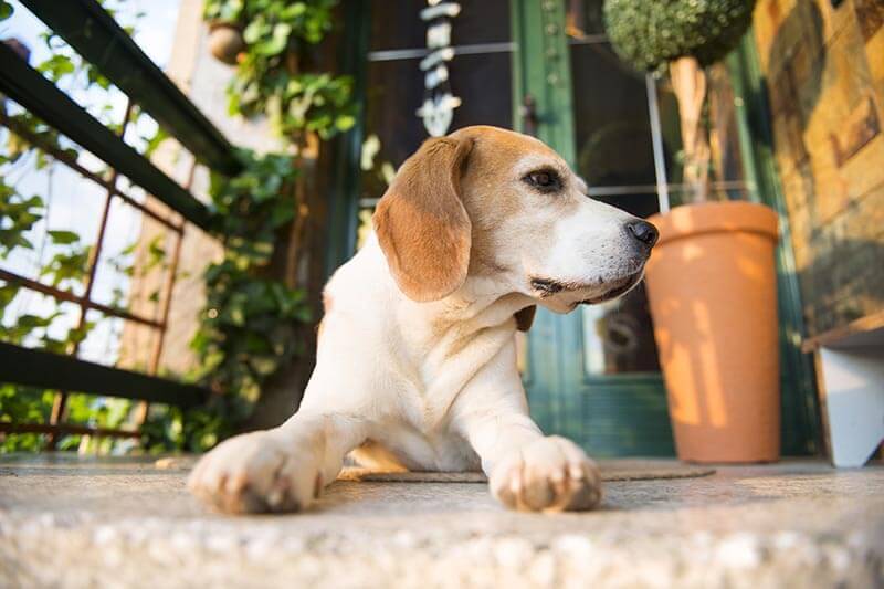 Beagle dog guarding