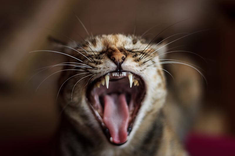 Cat yawn