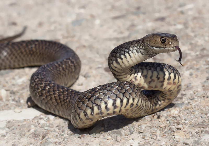 How to protect your pets from snakes