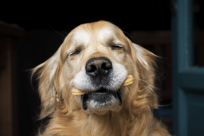 7 Ways To Keep Your Pet Safe In Hot Weather Petbarn