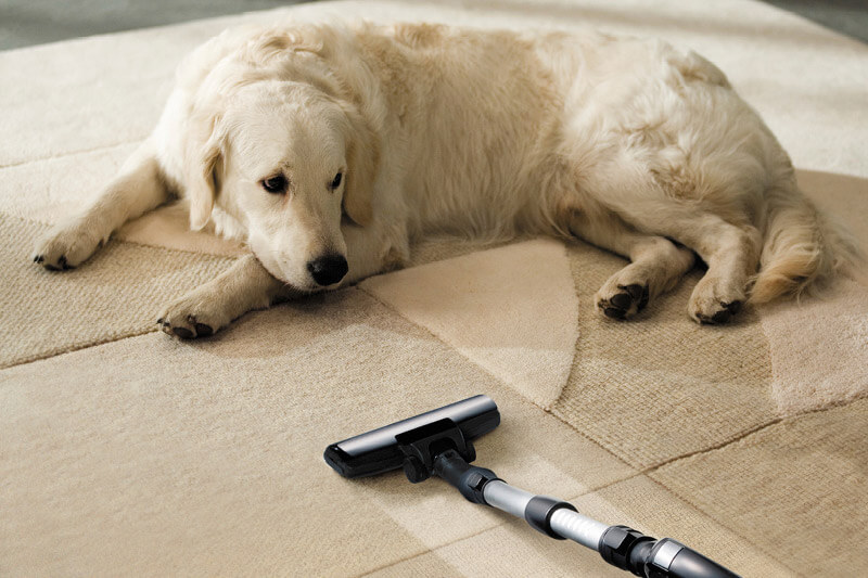 Why Don'T Dogs Like Vacuum Cleaners? Uncover the Surprising Truth