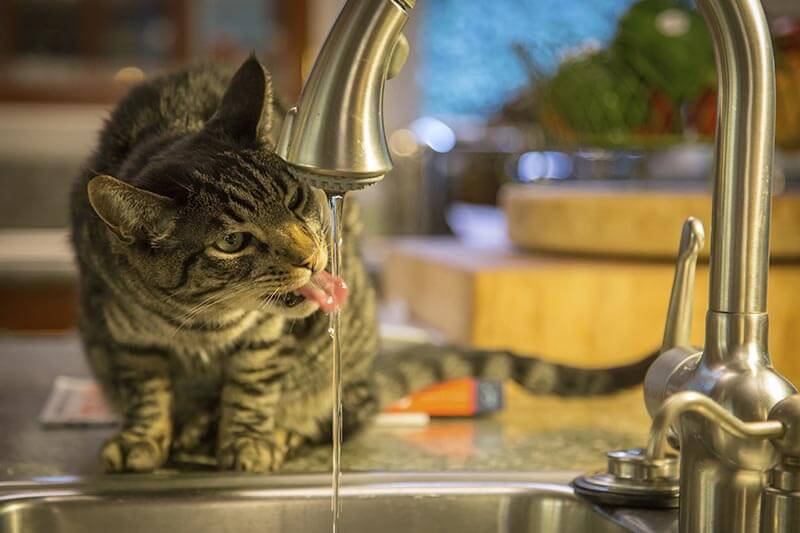 42++ Why does my cat keep drinking a lot of water Cat Pictures