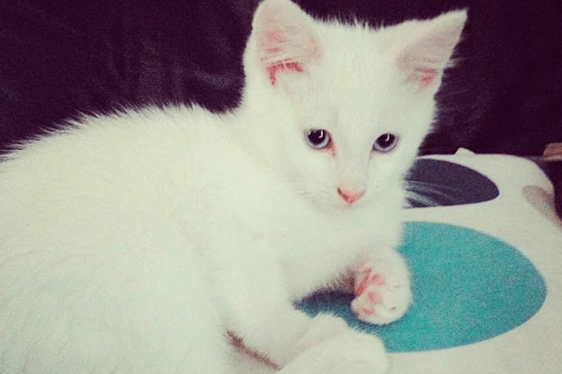 Nix, a white kitten, relaxes 