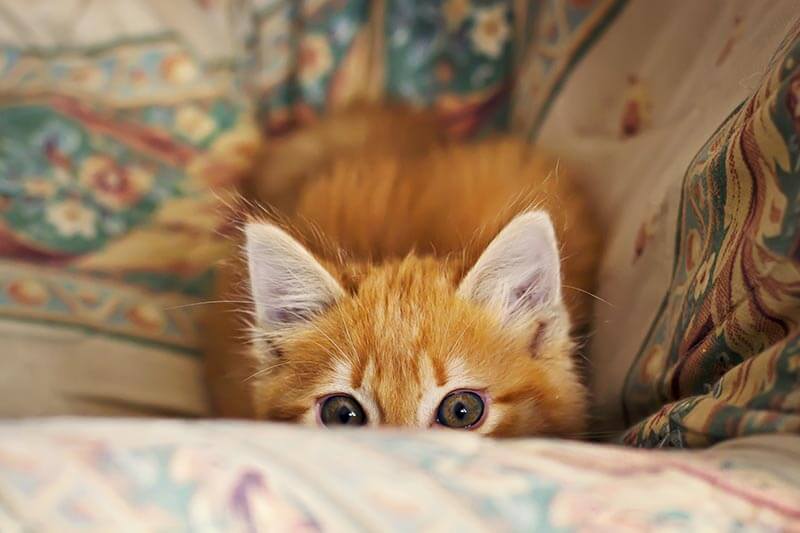 Stalking little kitten