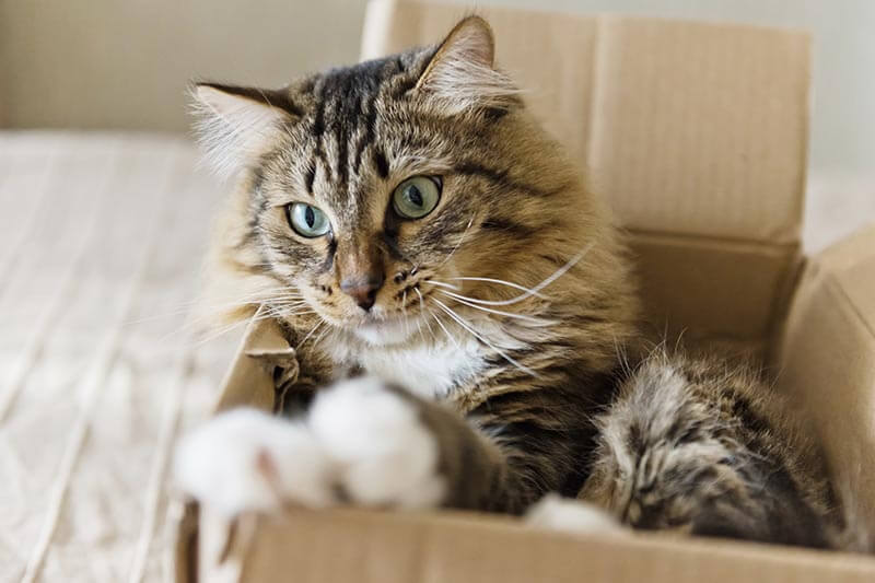 Cat sitting in a cardboard box