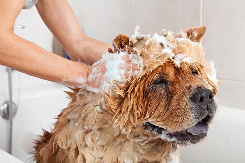 bathing with your dog