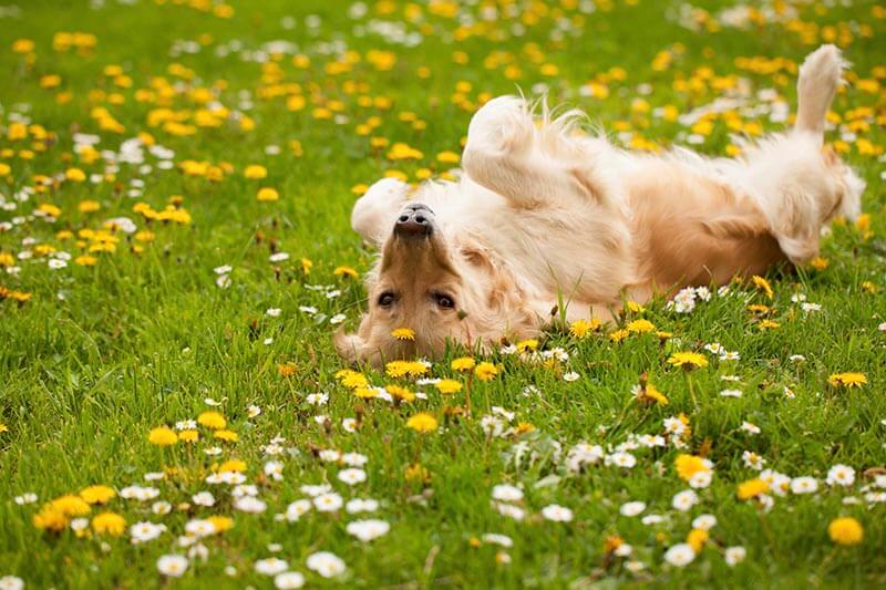 Znalezione obrazy dla zapytania: dog and flower