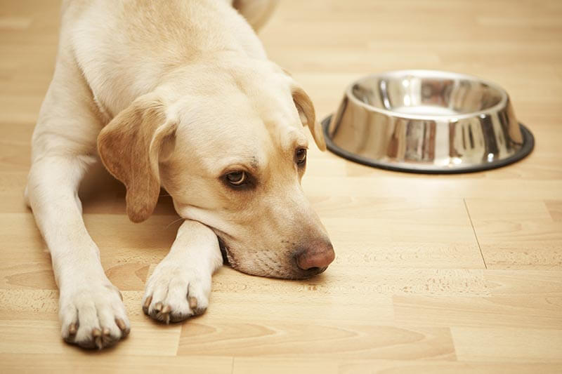Cut Down On Giving Chocolate To Your Dogs Cut Down On Giving Chocolate To Your Dogs