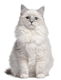 ragdoll