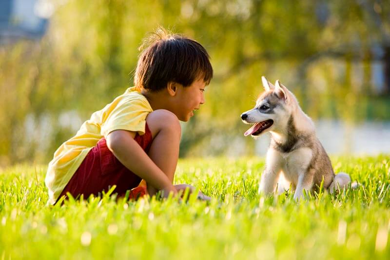 Best dogs shop for small kids