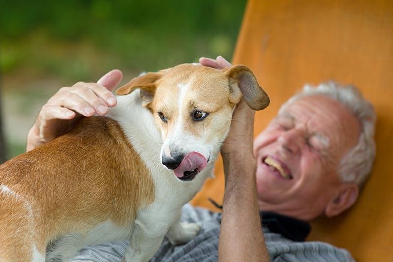 best dog breeds for retirees