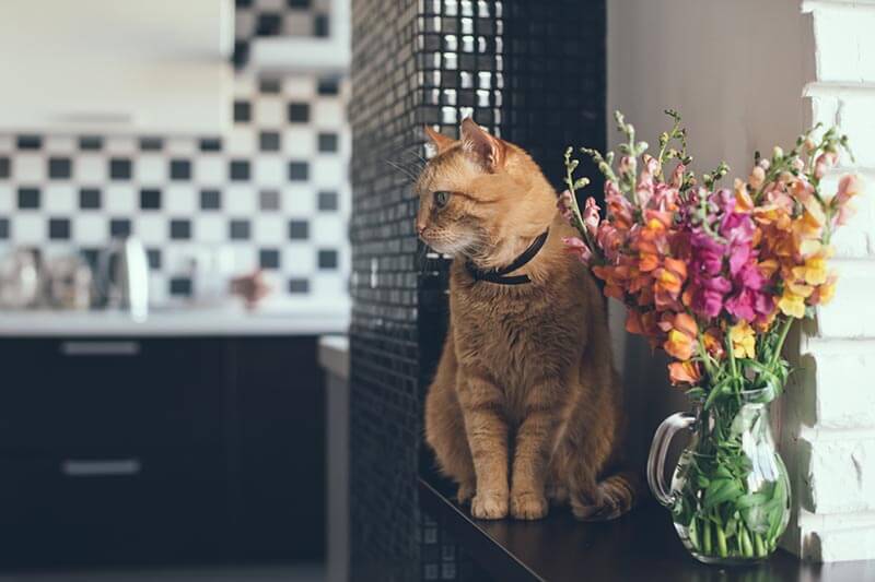 Good pets best sale for small spaces