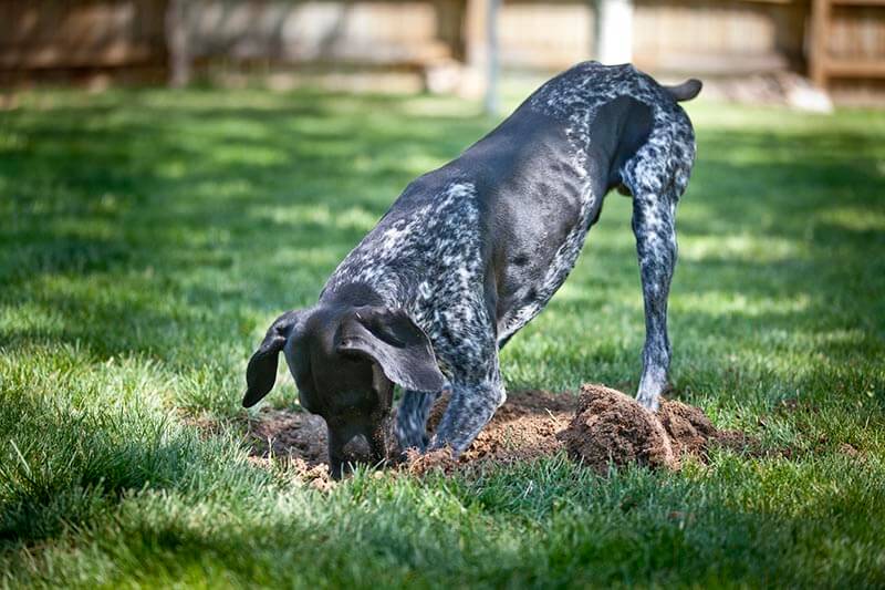 why does a dog bury a bone