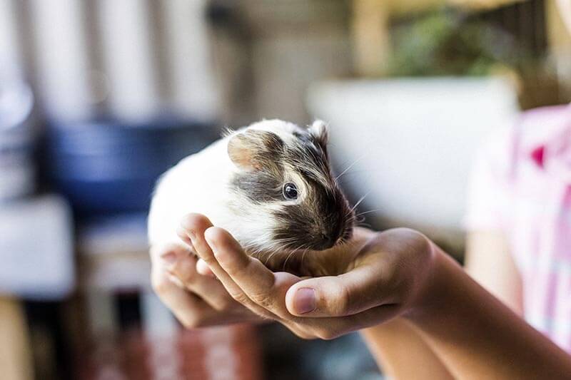 guinea pig, cavy