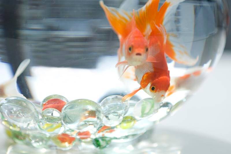 Goldfish in a fishbowl