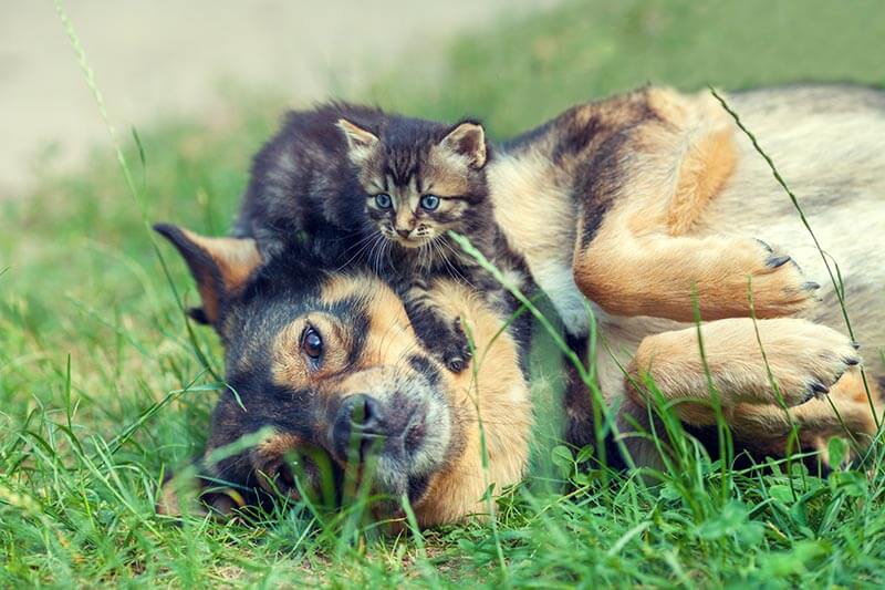 Big dog and little kitten