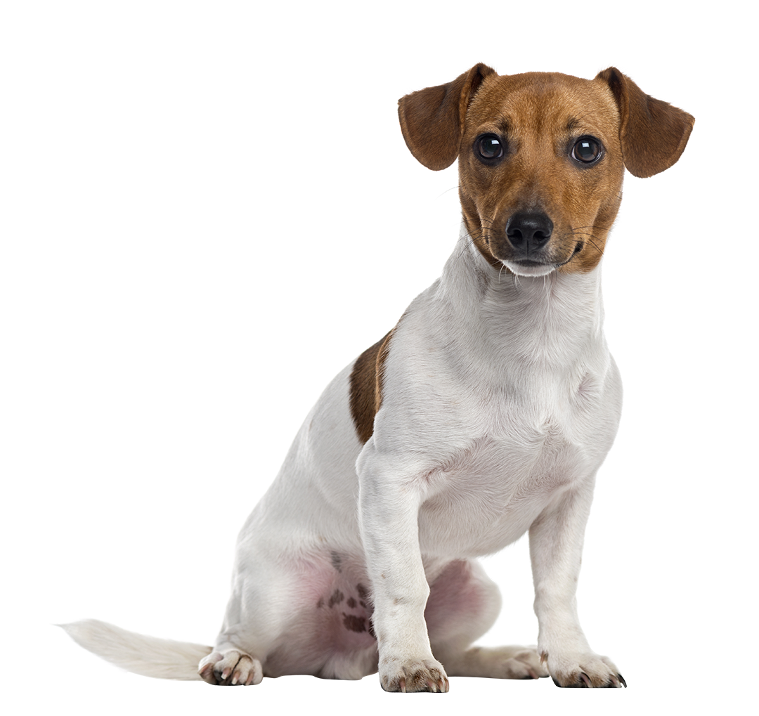 are jack russells good family pets